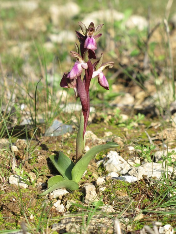 Anacamptis collina